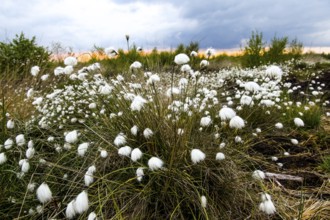 White fruiting sheath cottongrass (Eriophorum vaginatum), picture radiates vastness and openness,
