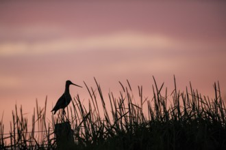 A black-tailed godwit (Limosa limosa) sitting on a post in tall grass against a pink sky at sunset,