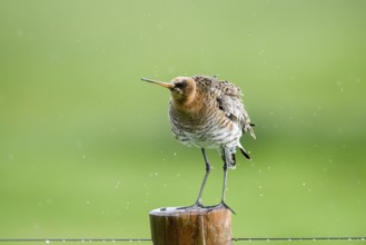 Black-tailed godwit (Limosa limosa) shakes on a pole in the rain, drops form a picturesque