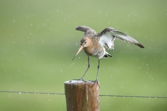 Black-tailed godwit (Limosa limosa) standing on a pole in the rain with wings outstretched, drops