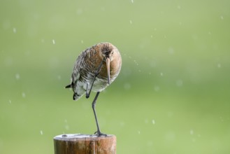 Black-tailed godwit (Limosa limosa) stands on a pole in the rain and scratches itself, drops form a