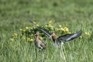 Two black-tailed godwits (Limosa limosa) in front of mating on a wet meadow, Dümmer nature park