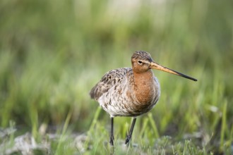 A black-tailed godwit (Limosa limosa) stands upright in a green meadow and observes its