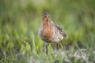 A black-tailed godwit (Limosa limosa) stands on a green meadow and looks into the camera, Dümmer