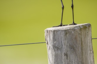 A black-tailed godwit (Limosa limosa) sits on a fence post, only the legs are visible against a
