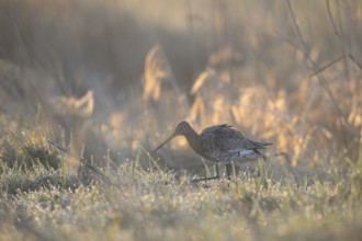 A black-tailed godwit (Limosa limosa) searches for food on a wet meadow in dusky light, Dümmer
