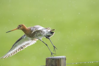 Black-tailed godwit (Limosa limosa) flies off a post in the rain, drops form a picturesque