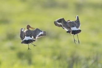Two black-tailed godwits (Limosa limosa) in a wild territorial fight on a wet meadow, Dümmer nature
