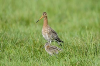 Black-tailed godwit (Limosa limosa) with chicks in tall grass, Dümmer nature park Park, Lower