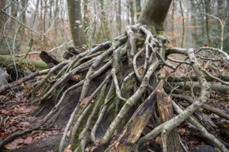 Fallen tree with exposed roots in autumn forest surrounded by leaves and moss, Hasbruch, Lower