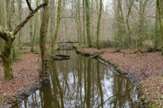 Small stream flows through a bare forest with brown leaves and quiet ambiance, Hasbruch, Lower