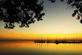 Sunset over Dümmer See with calm boats and bright colors, trees in the foreground, Lembruch, Dümmer