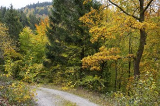 Forest trail in autumn landscape in the Harz Mountains, Goslar, Lower Saxony, Germany