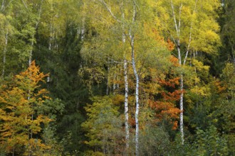 Autumn forest at Granestausee in the Harz Mountains, Granestausee, Goslar, Lower Saxony, Germany