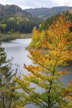 Autumn forest at Granestausee in the Harz Mountains, Granestausee, Goslar, Lower Saxony, Germany