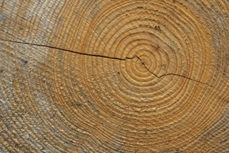 Annual rings of a tree, Goslar, Lower Saxony, Germany