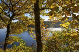 Autumn forest at Innerstestausee in the Harz Mountains, Innerstestausee, Goslar, Lower Saxony,