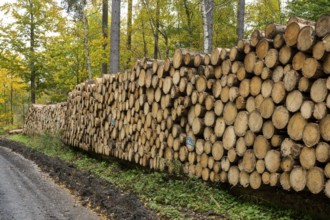 Logging in the Harz Mountains, forest work, Goslar, Lower Saxony, Germany