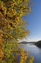 Autumn forest at Innerstestausee in the Harz Mountains, Innerstestausee, Goslar, Lower Saxony,