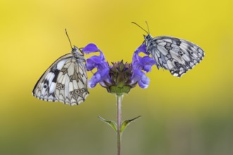 Checkerspot butterfly (Melanargia galathea) on Large Self-heal (Prunella grandiflora), Bad