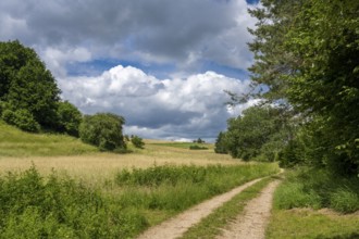Summer landscape with a trail in the Eifel, Blankenheim, North Rhine-Westphalia, Germany