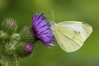 Small white (Pieris rapae), Blankenheim, North Rhine-Westphalia, Germany