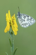 Checkerspot butterfly (Melanargia galathea) on gorse (Genista tinctoria), Bad Münstereifel, North
