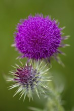 Musk Thistle (Carduus nutans), Bad Münstereifel, North Rhine-Westphalia, Germany