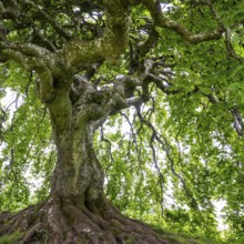 Süntel beech (Fagus sylvatica var. suentelensis), Blankenheim, North Rhine-Westphalia, Germany