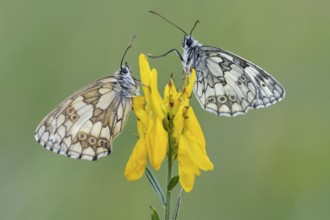 Checkerspot butterfly (Melanargia galathea) on gorse (Genista tinctoria), Bad Münstereifel, North