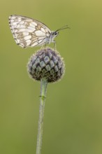 Checkerspot butterfly (Melanargia galathea), Bad Münstereifel, North Rhine-Westphalia, Germany
