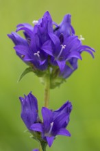 Campanula glomerata, Bad Münstereifel, North Rhine-Westphalia, Germany