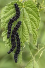 Peacock butterfly (Aglais io, syn.: Inachis io, Nymphalis io), caterpillar feeding on a nettle