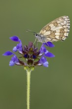 Checkerspot butterfly (Melanargia galathea) on Large Self-heal (Prunella grandiflora), Bad