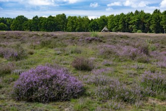 Pestruper Gräberfeld zur Heideblüte, Wildeshausen, Lower Saxony, Germany