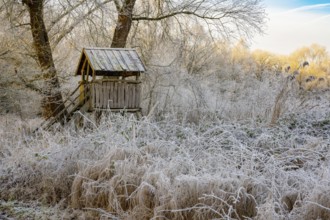 Winter hoarfrost at Ahlhorn fish ponds, Hochsitz, Ahlhorn fish ponds, Ahlhorn, Lower Saxony,