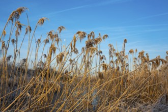 Winter hoarfrost at Ahlhorn fish ponds, reeds, Ahlhorn fish ponds, Ahlhorn, Lower Saxony, Germany