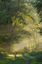 Daybreak at Ahlhorn fish ponds, foggy, sunbeams, Ahlhorn fish ponds, Ahlhorn, Lower Saxony, Germany