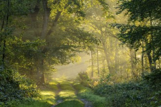 Daybreak at Ahlhorn fish ponds, foggy, sunbeams, Ahlhorn fish ponds, Ahlhorn, Lower Saxony, Germany