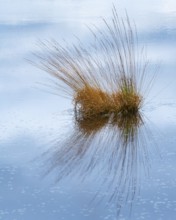 Bulrushes with moor grass (Molinia caerulea) in the moor, Goldenstedt, Lower Saxony, Germany