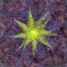 Autumn mosaic, multiple exposure of a forest floor, Ahlhorn, Lower Saxony, Germany