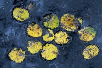 Leaves of an aspen (Populus tremula) in autumn, Goldenstedter, Lower Saxony, Germany