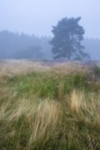 Flowering heather (Calluna vulgaris) with pine trees on a foggy morning in the Ahlhorner Heide,