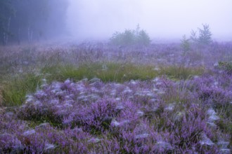 Flowering heather (Calluna vulgaris) on a foggy morning in the Ahlhorner Heide, Ahlhorn, Lower