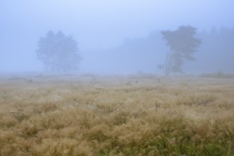 Foggy morning in the Ahlhorner Heide, Ahlhorn, Lower Saxony, Germany