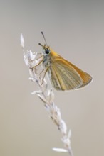 Large skipper (Ochlodes sylvanus), Ahlhorn, Lower Saxony, Germany