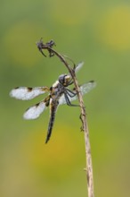 Four-spotted dragonfly (Libellula quadrimaculata), Ahlhorn, Lower Saxony, Germany