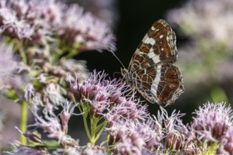 Map Butterfly (Araschnia levana), Ahlhorn, Lower Saxony, Germany