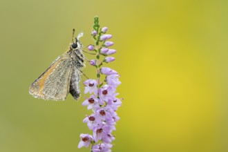 Large skipper (Ochlodes sylvanus) on flowering heather (Calluna vulgaris), Ahlhorn, Lower Saxony,