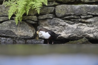 A dipper (Cinclus cinclus) stands at the edge of a body of water in front of a stone wall,